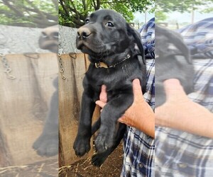 Medium Labrador Retriever