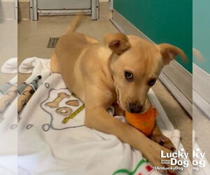 Labrador Retriever-Unknown Mix Dogs for adoption in Washington, DC, USA