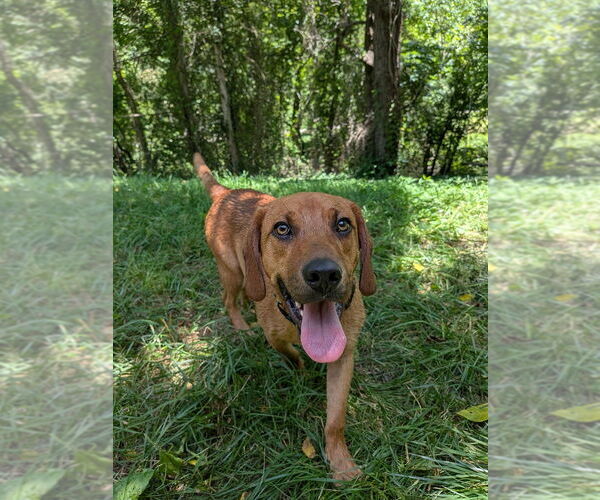 Medium Photo #20 Mutt Puppy For Sale in Vail, AZ, USA