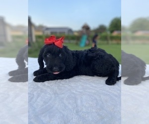 Goldendoodle Puppy for sale in APOPKA, FL, USA
