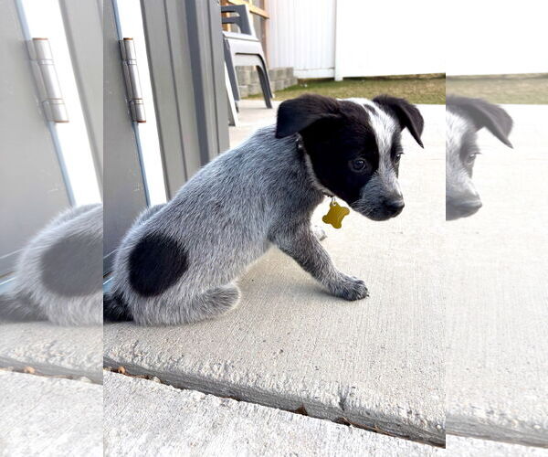 Medium Photo #6 Mutt Puppy For Sale in Sandy, UT, USA