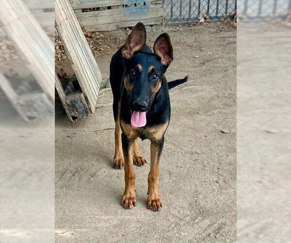 Medium Photo #2 Doberman Pinscher-Unknown Mix Puppy For Sale in Riverside, CA, USA