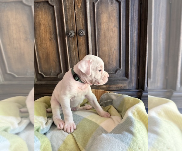Medium Photo #6 Boxer Puppy For Sale in WEST FRANKFORT, IL, USA