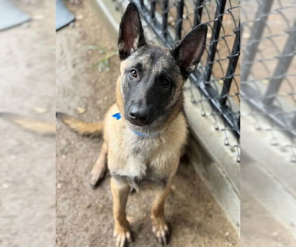 Medium Photo #2 Mutt Puppy For Sale in Riverside, CA, USA