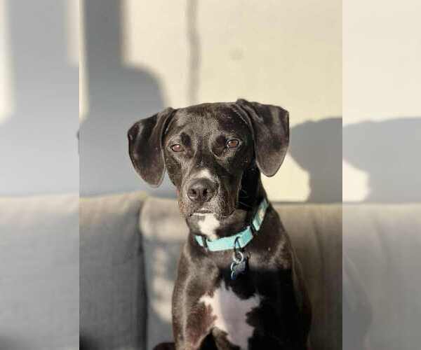 Medium Photo #3 Mutt Puppy For Sale in Springdale, PA, USA