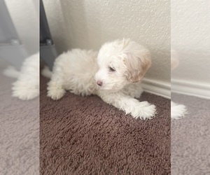 ShihPoo Puppy for sale in MESQUITE, TX, USA