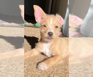 Chihuahua Puppy for sale in NORTHGLENN, CO, USA