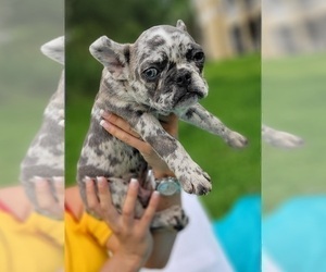 French Bulldog Puppy for sale in ATLANTA, GA, USA