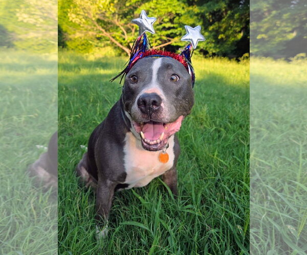 Medium Photo #3 American Pit Bull Terrier-American Staffordshire Terrier Mix Puppy For Sale in Caribou, ME, USA