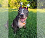 Small #2 American Pit Bull Terrier-American Staffordshire Terrier Mix