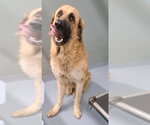 Bo - Coming Soon! - Male Anatolian Shepherd-Mastiff Mix Dog for Adoption - Small photo