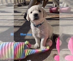 English Cream Golden Retriever Puppy for sale in GREENFIELD, WI, USA