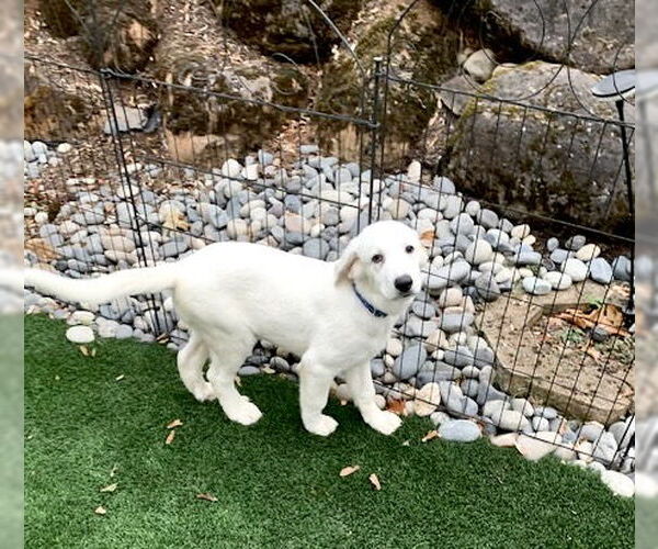 Medium Photo #8 Great Pyrenees Puppy For Sale in Spring, TX, USA