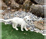 Small #7 Great Pyrenees