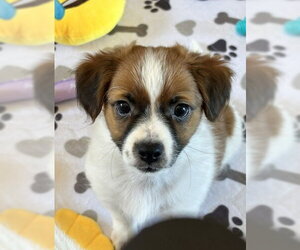 Chihuahua-Unknown Mix Dogs for adoption in Bellevue, WA, USA