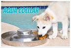 Small Photo #1 Siberian Husky Puppy For Sale in CHANDLER, AZ, USA