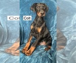 Small #8 Doberman Pinscher