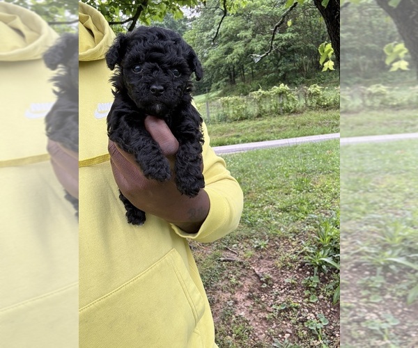 Medium Photo #22 YorkiePoo Puppy For Sale in VANCEBURG, KY, USA