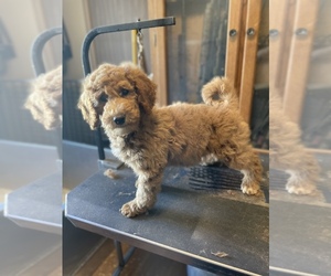 Goldendoodle-Poodle (Miniature) Mix Puppy for sale in DAYTON, VA, USA