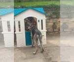 Small #5 German Shepherd Dog