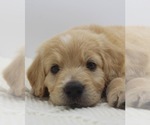 Small Photo #3 Goldendoodle Puppy For Sale in ROYSE CITY, TX, USA
