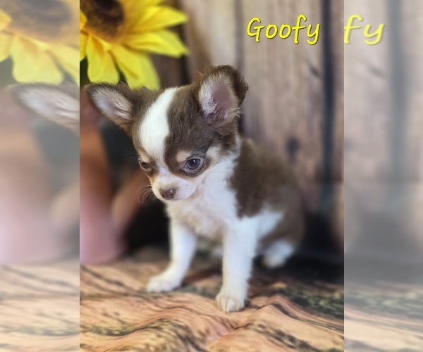 Medium Photo #4 Chihuahua Puppy For Sale in HOMERVILLE, GA, USA
