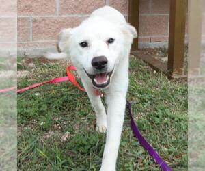 Australian Shepherd-Unknown Mix Dogs for adoption in San Antonio, TX, USA