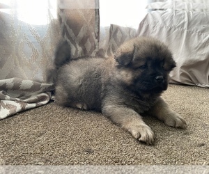 Chow Chow Puppy for sale in DRUMMONDS, TN, USA