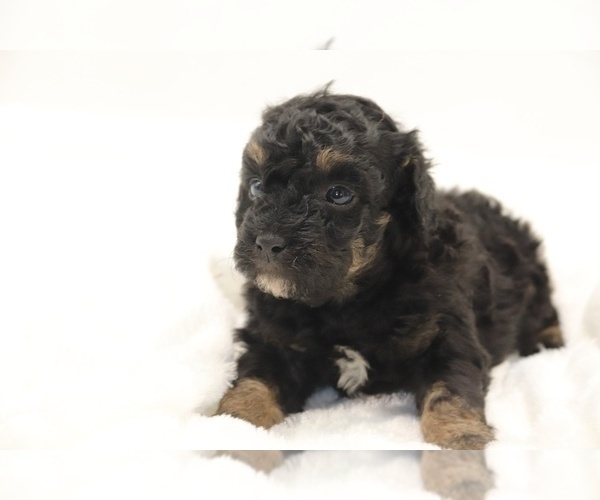 Medium Photo #6 Cockapoo Puppy For Sale in RIPLEY, TN, USA