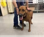 CHICKIES - Female Black and Tan Coonhound-German Shepherd Dog Mix Dog for Adoption - Small photo