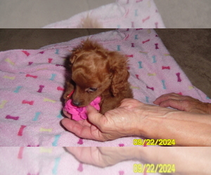 Poodle (Toy) Puppy for sale in DULUTH, GA, USA