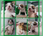Small #1 Boston Terrier