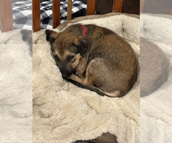 Medium Photo #5 Shepradors Puppy For Sale in Brewster, NY, USA