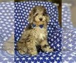 Small Photo #3 Poodle (Miniature) Puppy For Sale in RISING SUN, MD, USA