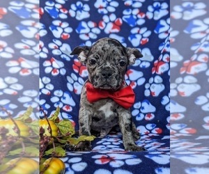 Faux Frenchbo Bulldog Puppy for sale in GLEN ROCK, PA, USA