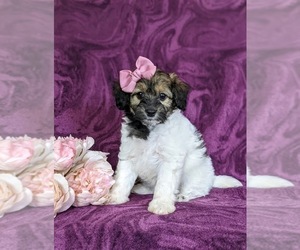 Goldendoodle-Jack Russell Terrier Mix Puppy for sale in NOTTINGHAM, PA, USA