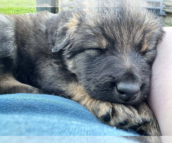 Medium Photo #2 Colonial Cocker Spaniel-Unknown Mix Puppy For Sale in Aurora, IN, USA