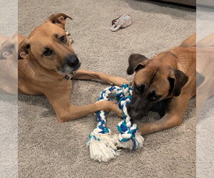 Quinta - Female Mutt Dog for Adoption - Photo #2