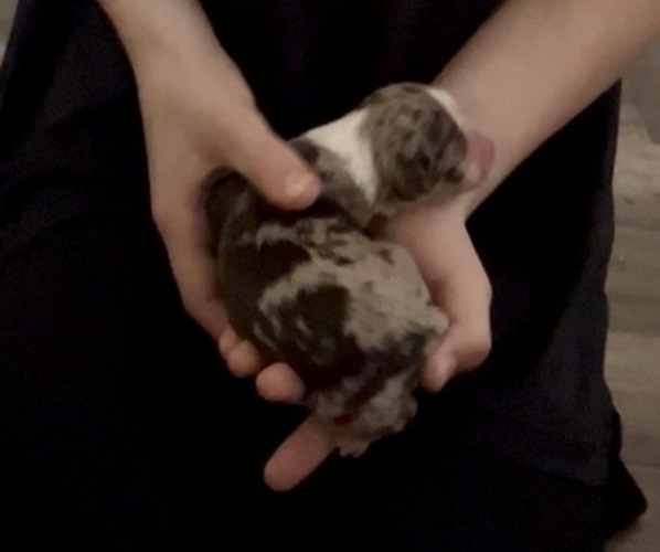 Medium Photo #1 Miniature Australian Shepherd Puppy For Sale in LONGVIEW, WA, USA