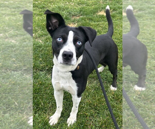 Medium Photo #2 Mutt Puppy For Sale in Evansville, IN, USA