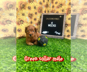 Goldendoodle (Miniature) Puppy for Sale in BAKERSFIELD, California USA