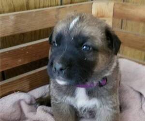 German Shepherd Dog-Saint Bernard Mix Puppy for sale in SAND LAKE, MI, USA