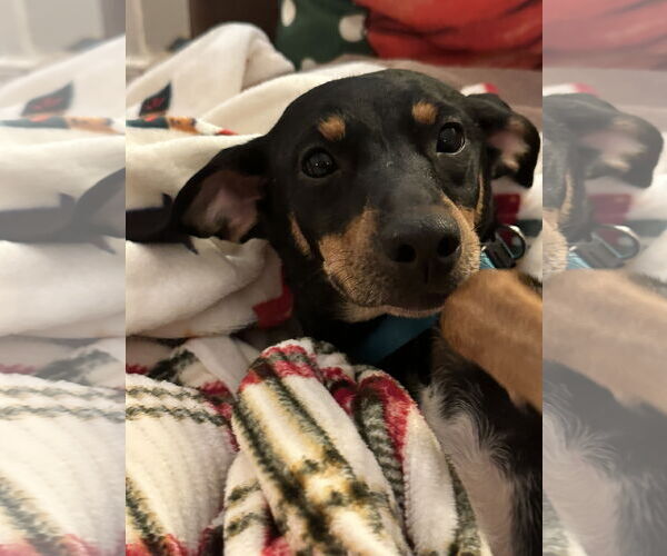 Medium Photo #2 German Pinscher Puppy For Sale in Forest, VA, USA