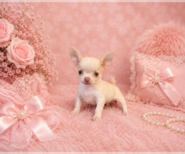 Medium Photo #6 Chihuahua Puppy For Sale in CAPE CORAL, FL, USA