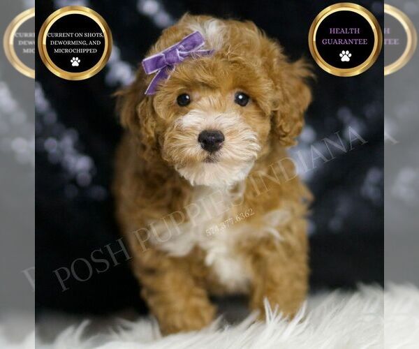 Medium Photo #1 Poodle (Toy) Puppy For Sale in WARSAW, IN, USA