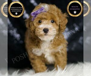 Poodle (Toy) Puppy for sale in WARSAW, IN, USA