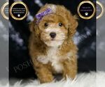 Small Poodle (Toy)