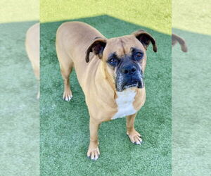 Aziza - Female Boxer Dog for Adoption - Photo #4