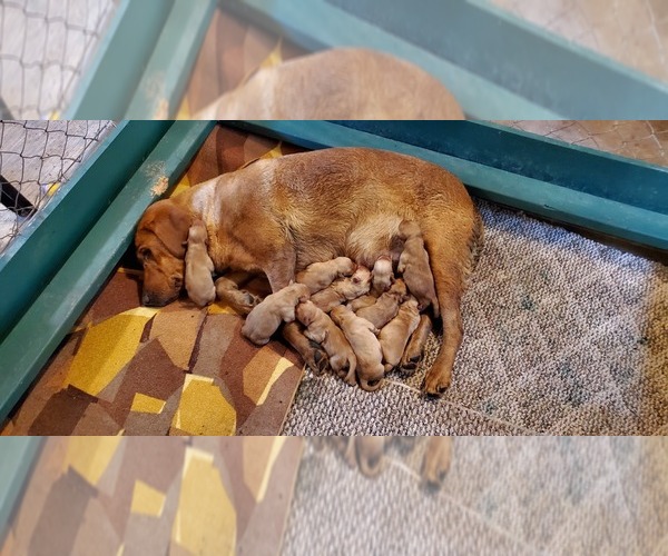 Medium Photo #4 Labrador Retriever Puppy For Sale in ISANTI, MN, USA