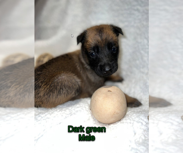 Medium Photo #11 Belgian Malinois Puppy For Sale in HOUSTON, TX, USA
